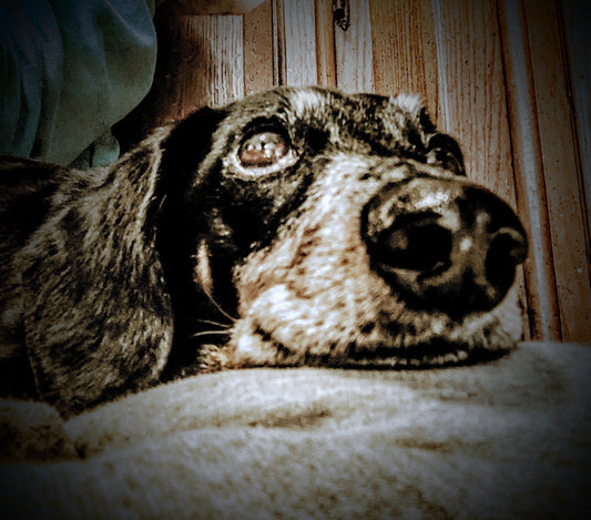 Long Dog Blog - Why Clay?